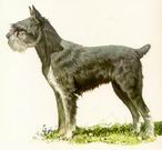 DwergSchnauzer.jpg - 5kb